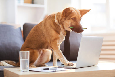 Welcome to Targa Pet Updates!