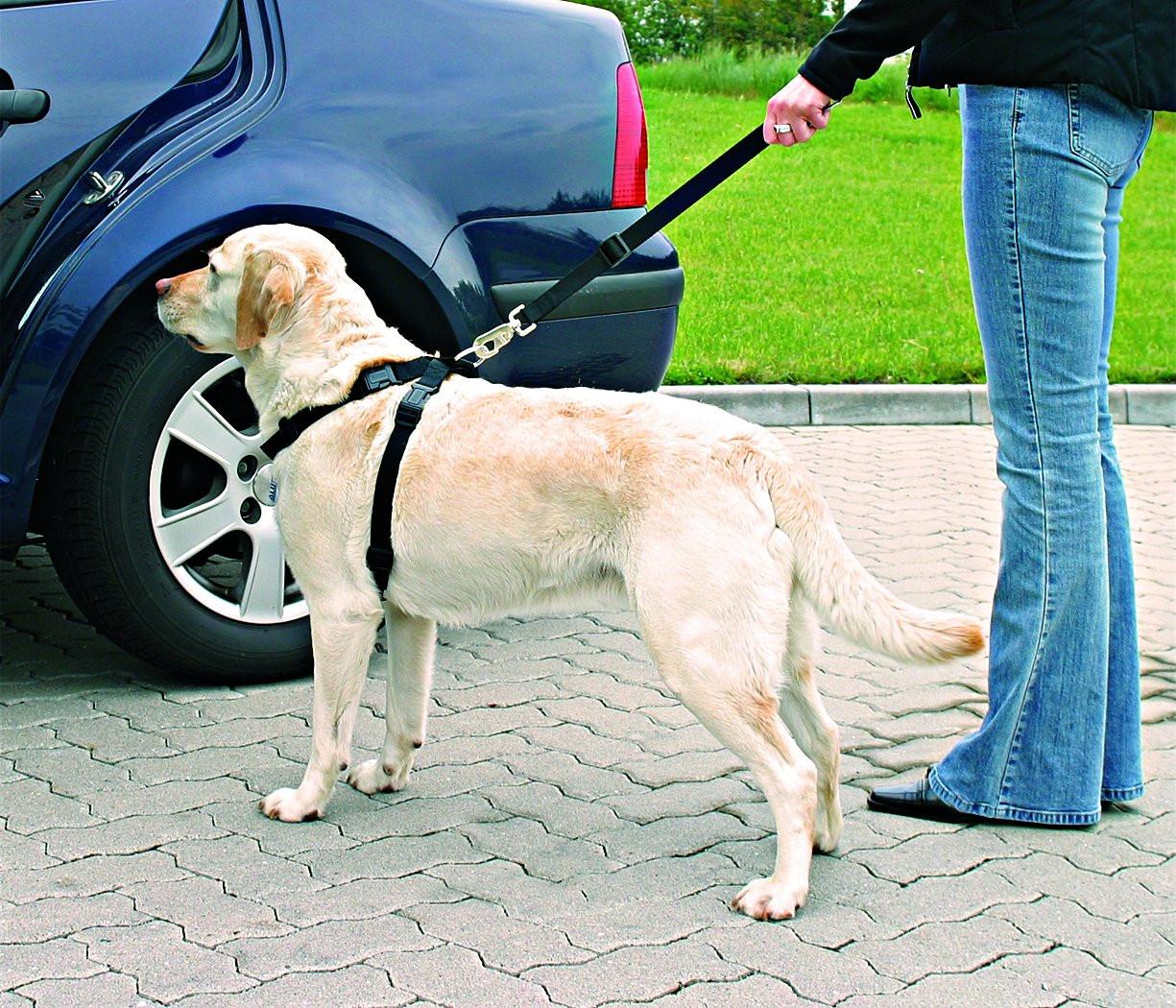 Trixie Car harness, M: 50-70 cm, black.