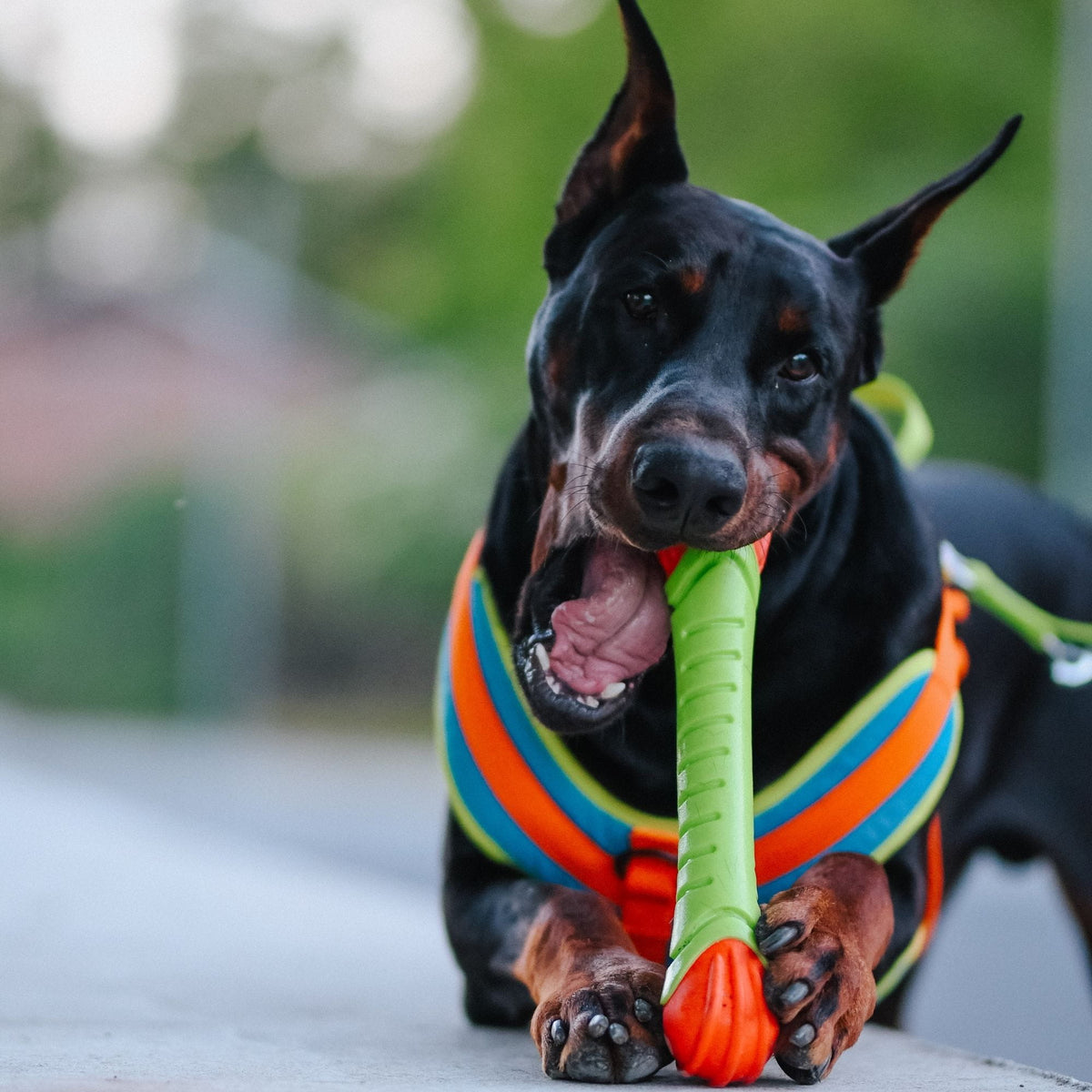 Dingo TPR Rubber Fetch Dent 30cm - official image 3
