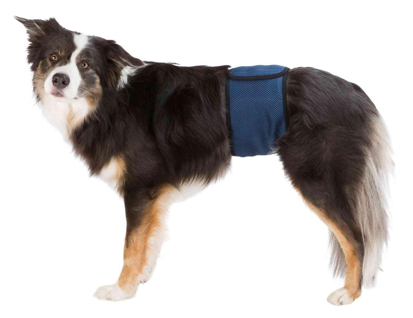 Trixie Belly band for male dogs, M: 45-55 cm, dark blue.