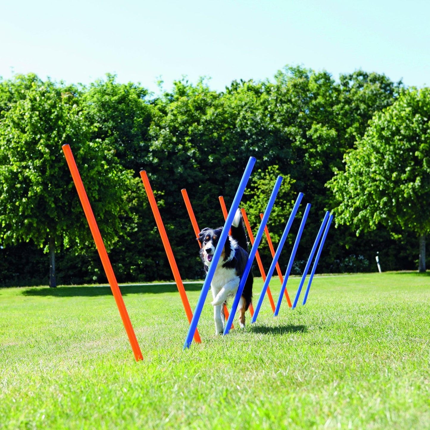 Trixie Dog Activity Agility slalom, plastic, 115 x diam. 3 cm, 12 pcs., blue/orange.