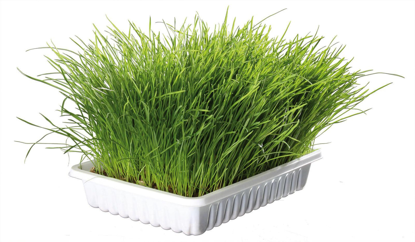 Trixie Organic cat grass refill for # 4232, bag/approx. 100 g.