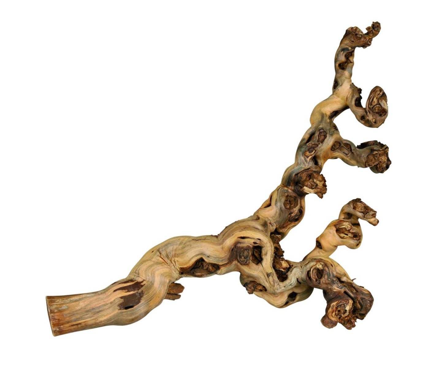 Trixie 6 grape vines, XL: 55-80 cm.