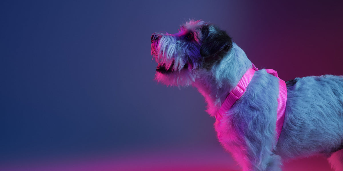 Dashi Neon Pink Back Harness — product view 4