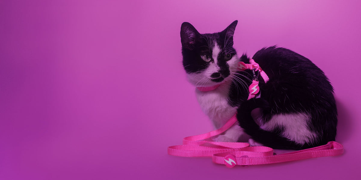 Dashi Neon Pink Cat Harness + Leash — product view 4
