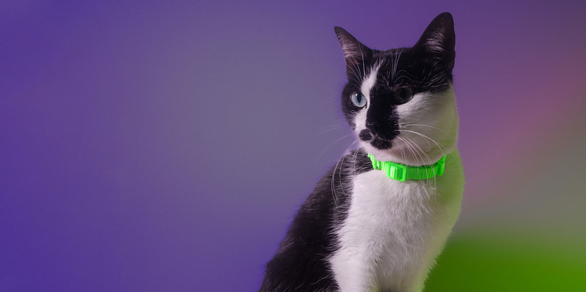 Dashi Neon Green Cat Collar — product view 4