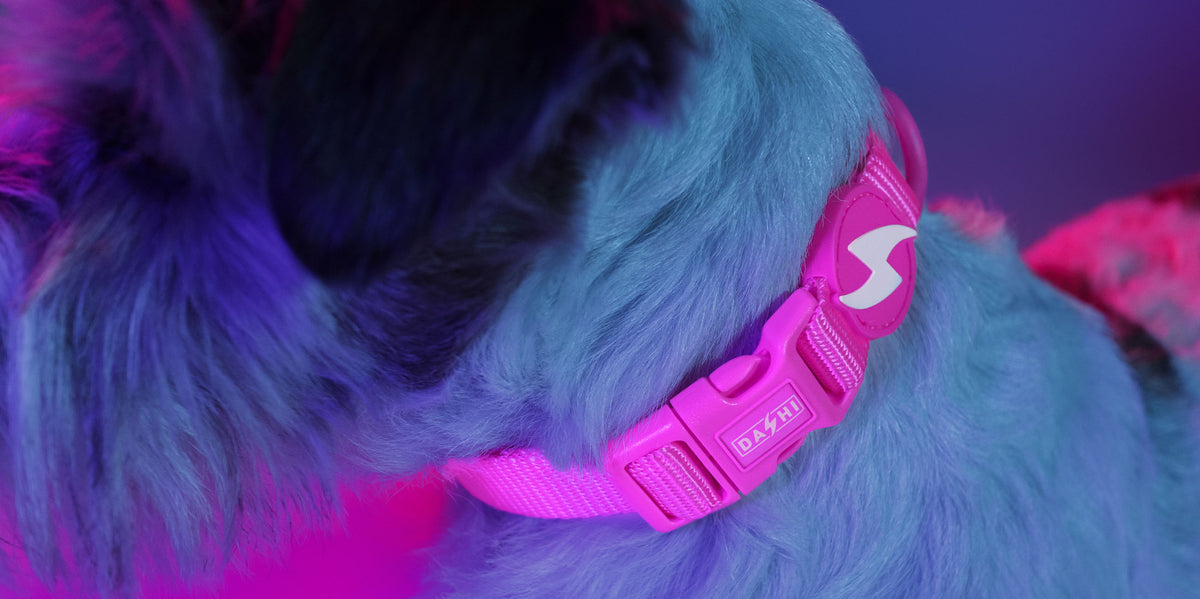 Dashi Neon Pink Collar — product view 4