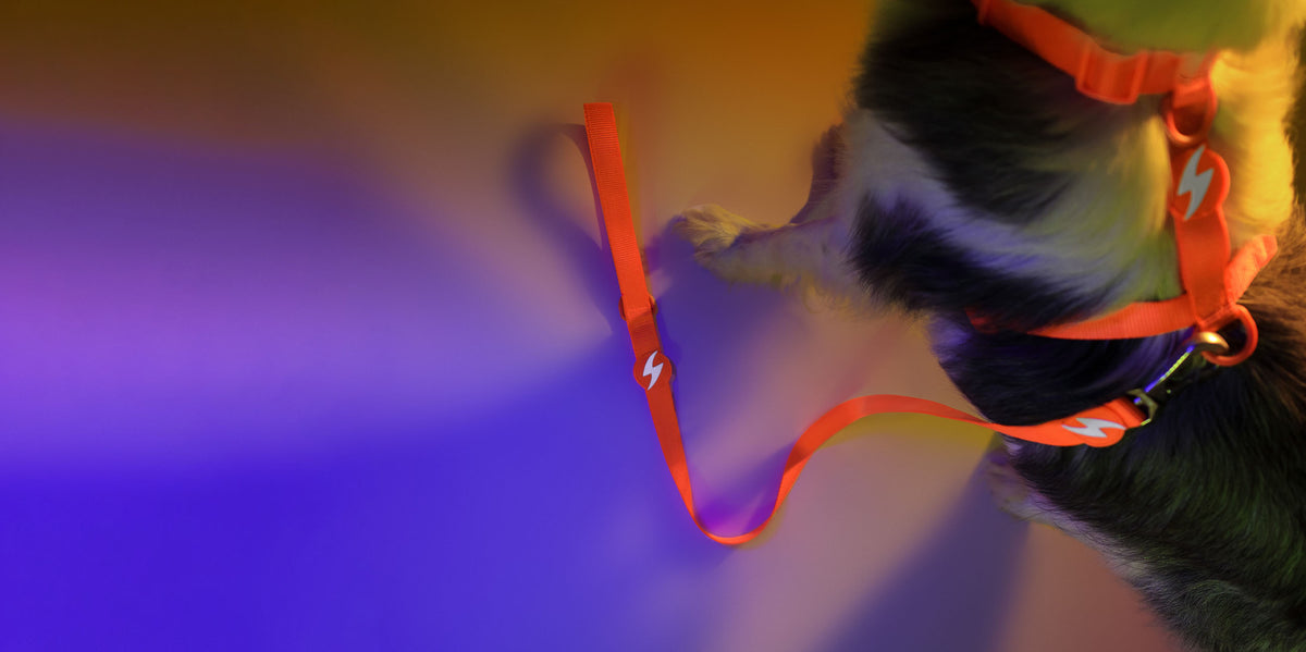 Dashi Neon Orange Leash — product view 4