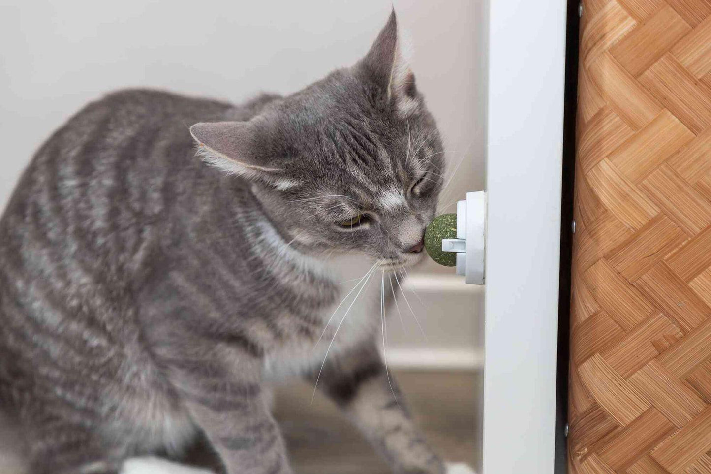 Trixie Catnip ball with holder, x· 5 cm.