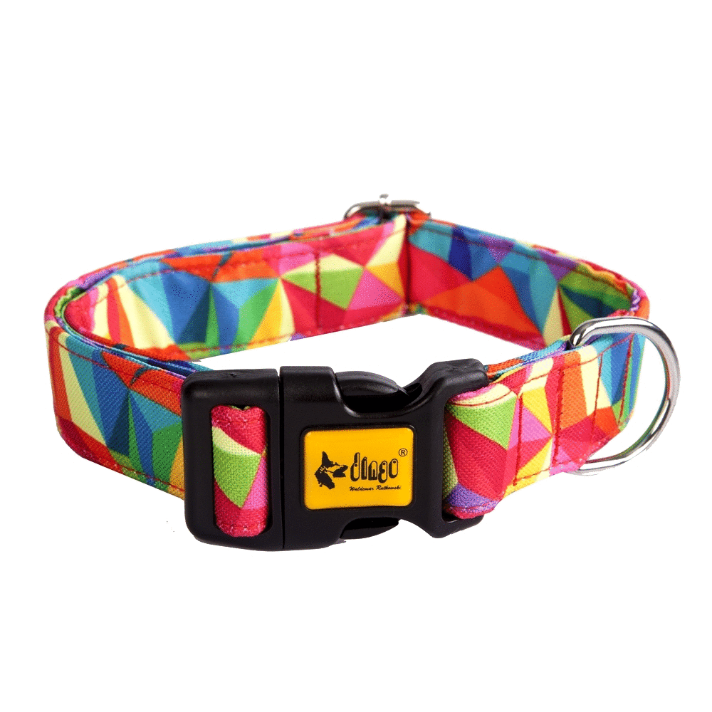 Dingo America Collar Colorado