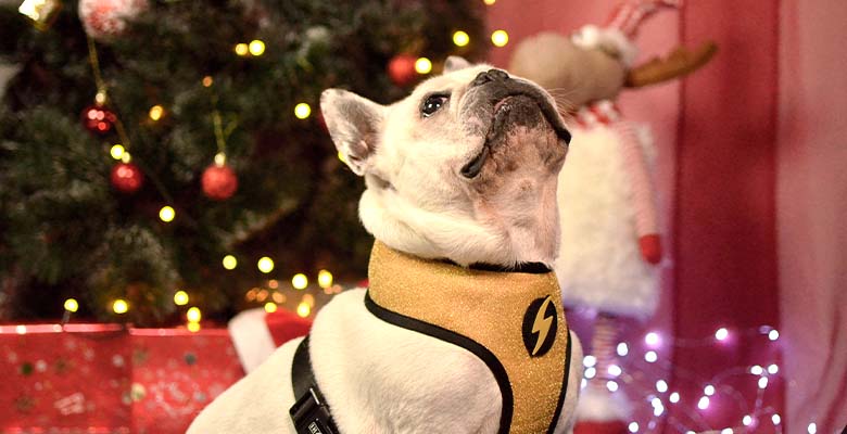 Dashi Spark Neo Mesh Harness