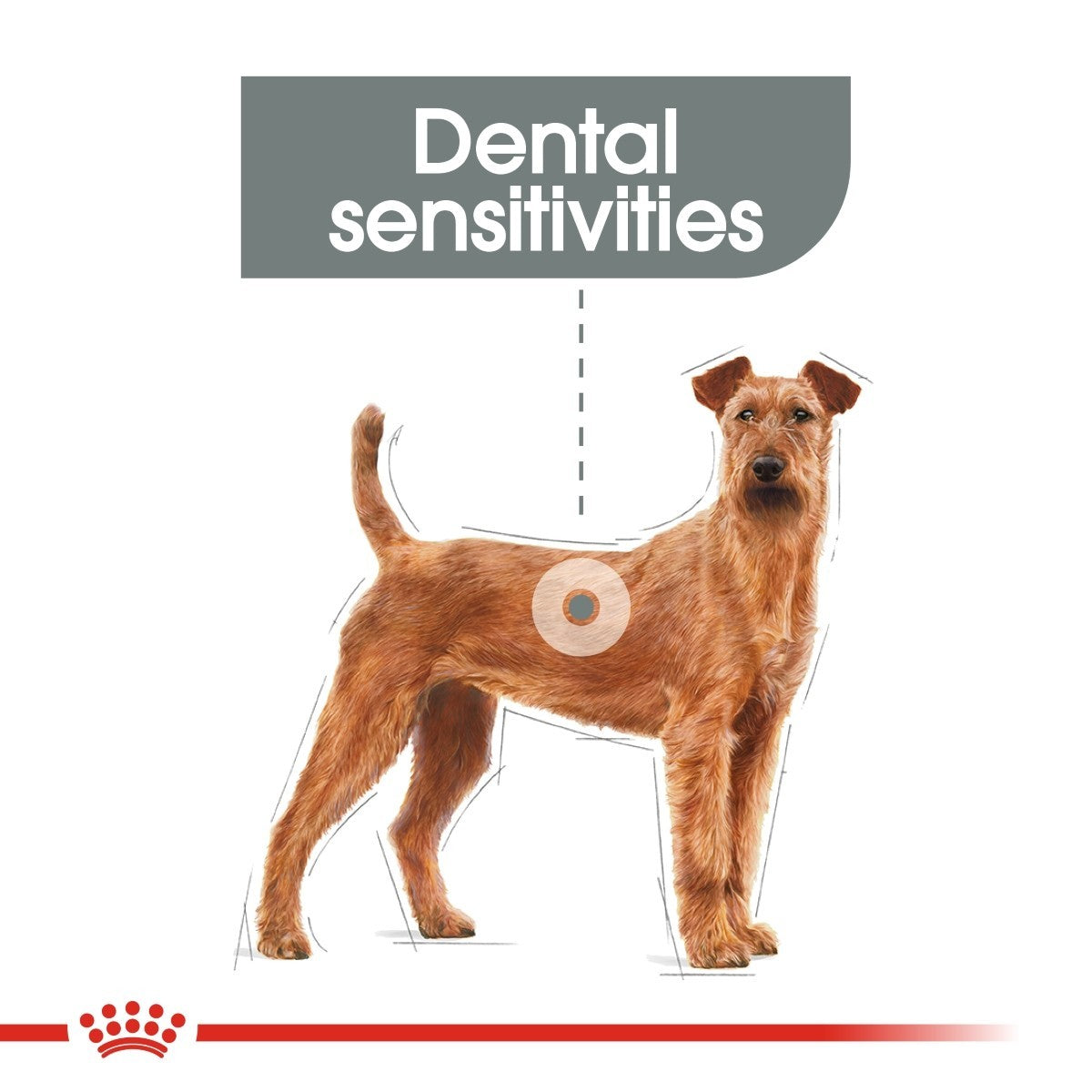 Royal Canin Medium Dental Care Dry Dog Food - Targa Pet Shop