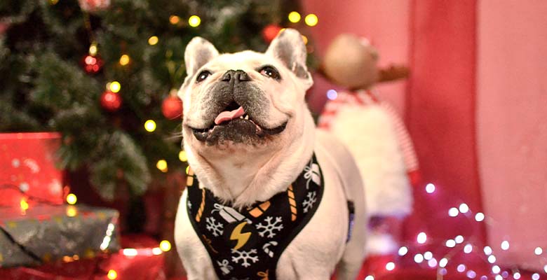 Dashi Spark Neo Mesh Harness