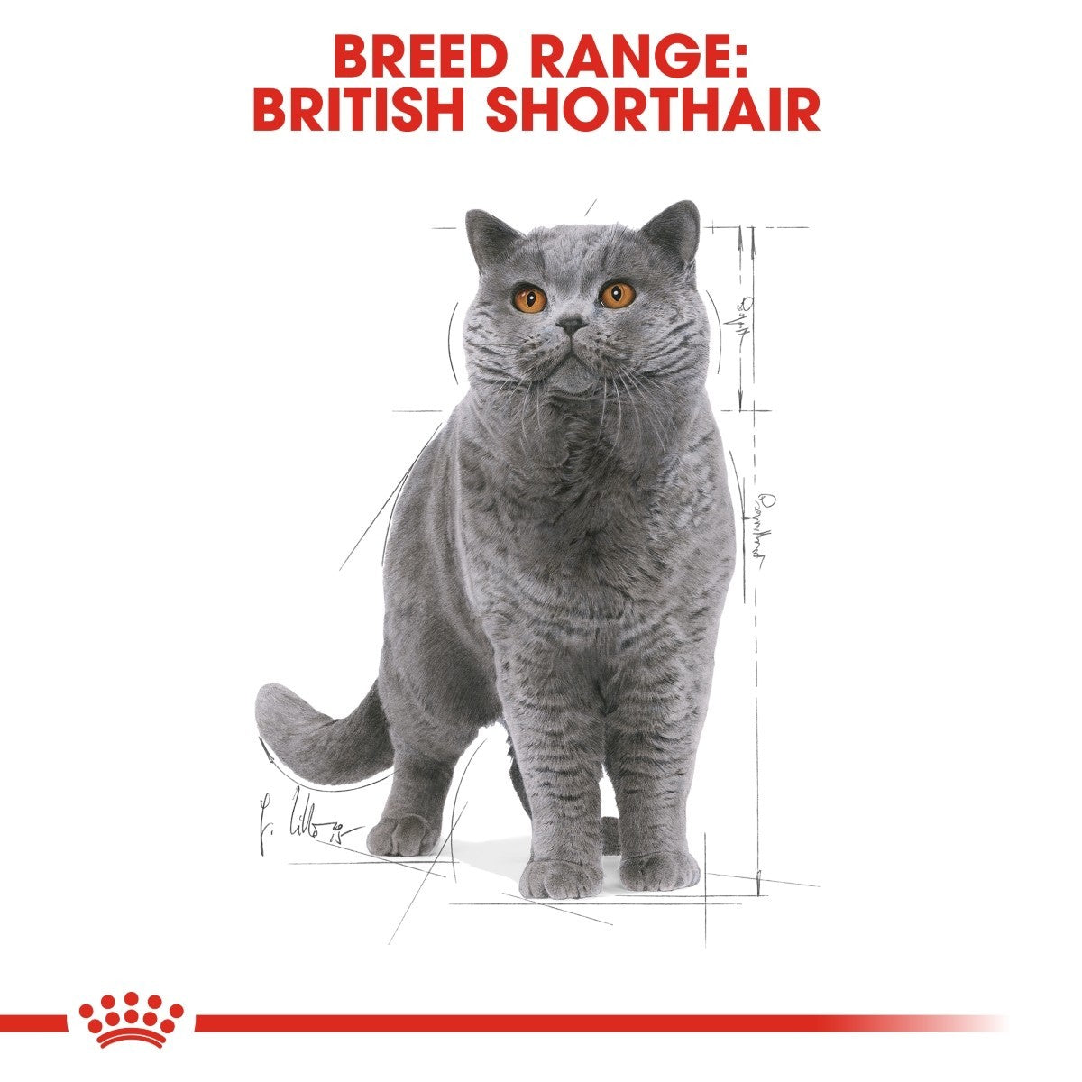 Royal Canin British Shorthair Pouches Adult Cat Food - Targa Pet Shop