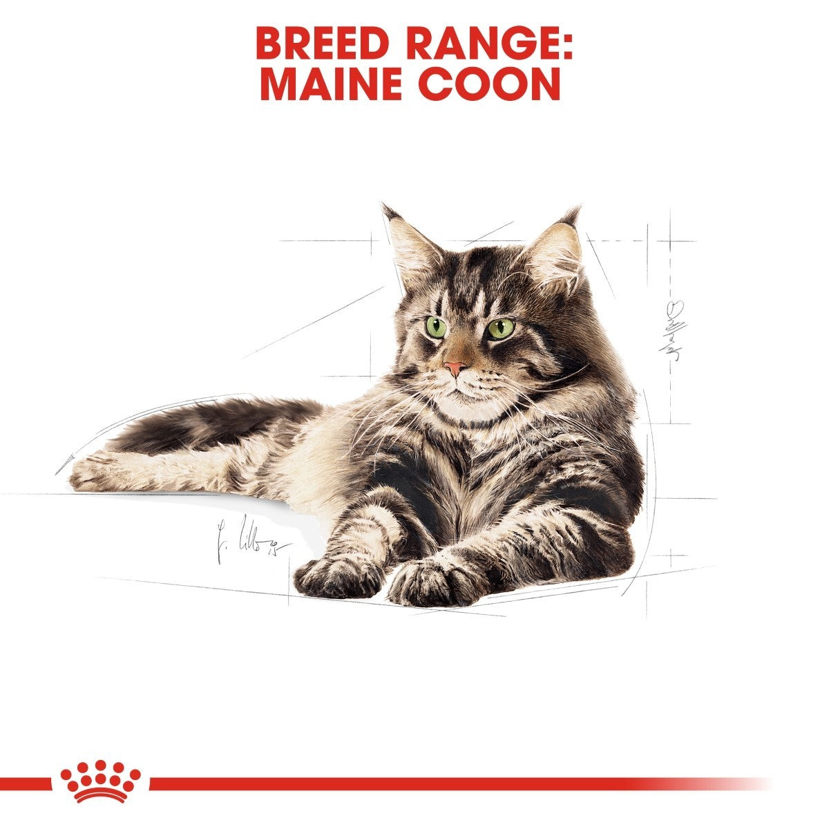 Royal Canin Maine Coon Pouches Adult Cat Food - Targa Pet Shop
