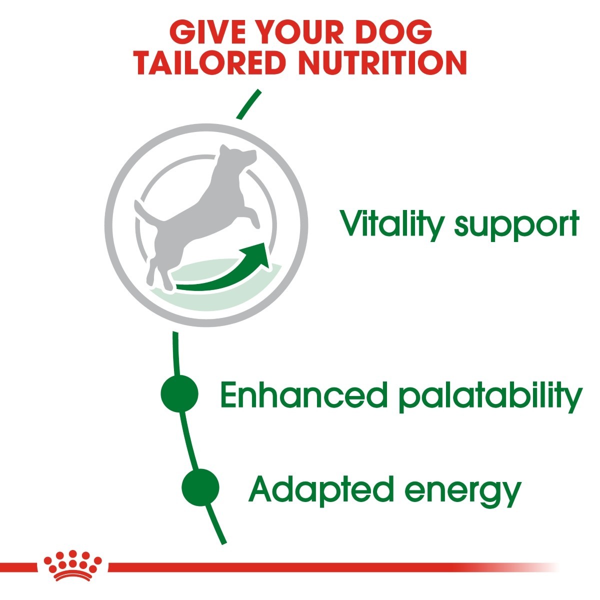 Royal Canin Mini Adult 8+ Dry Dog Food - Targa Pet Shop