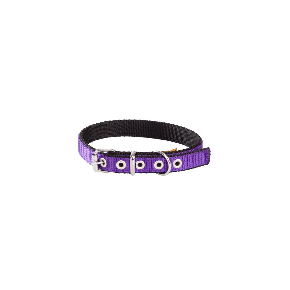 Dingo Energy Collar - Targa Pet Shop