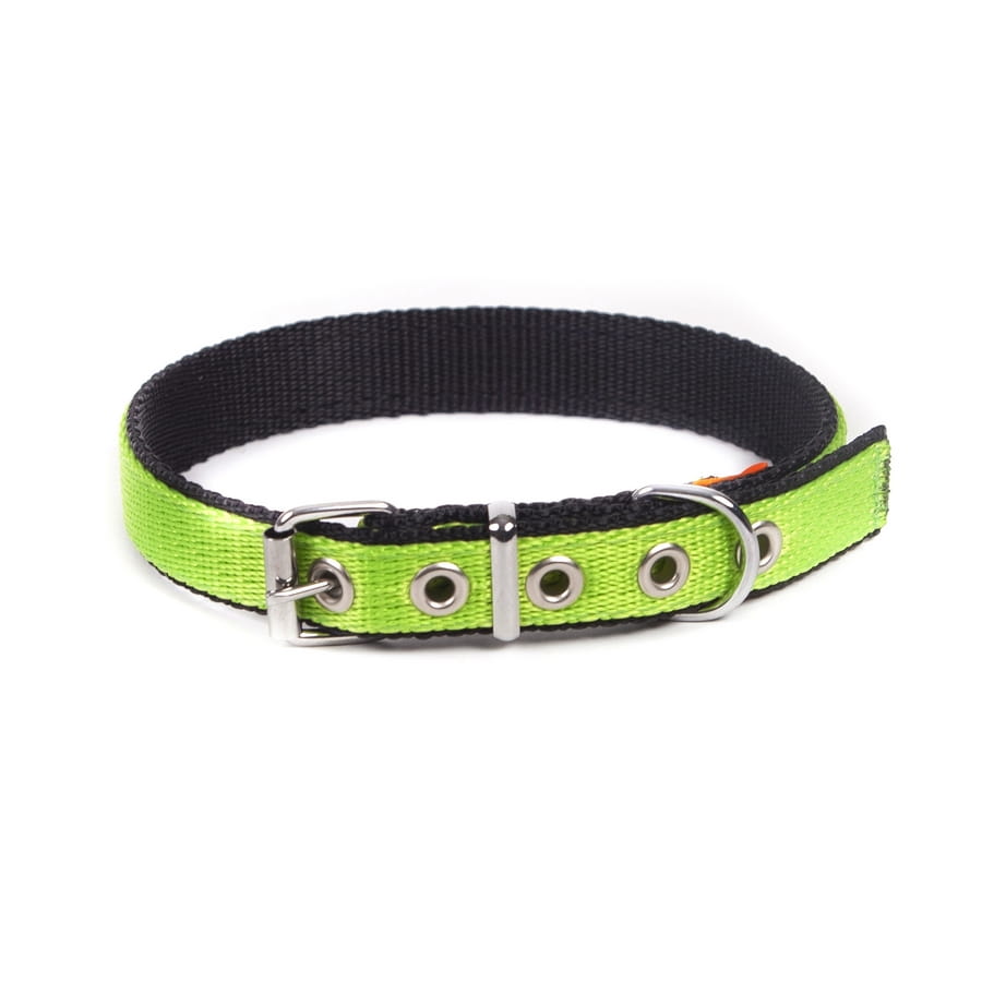 Dingo Energy Collar - Targa Pet Shop