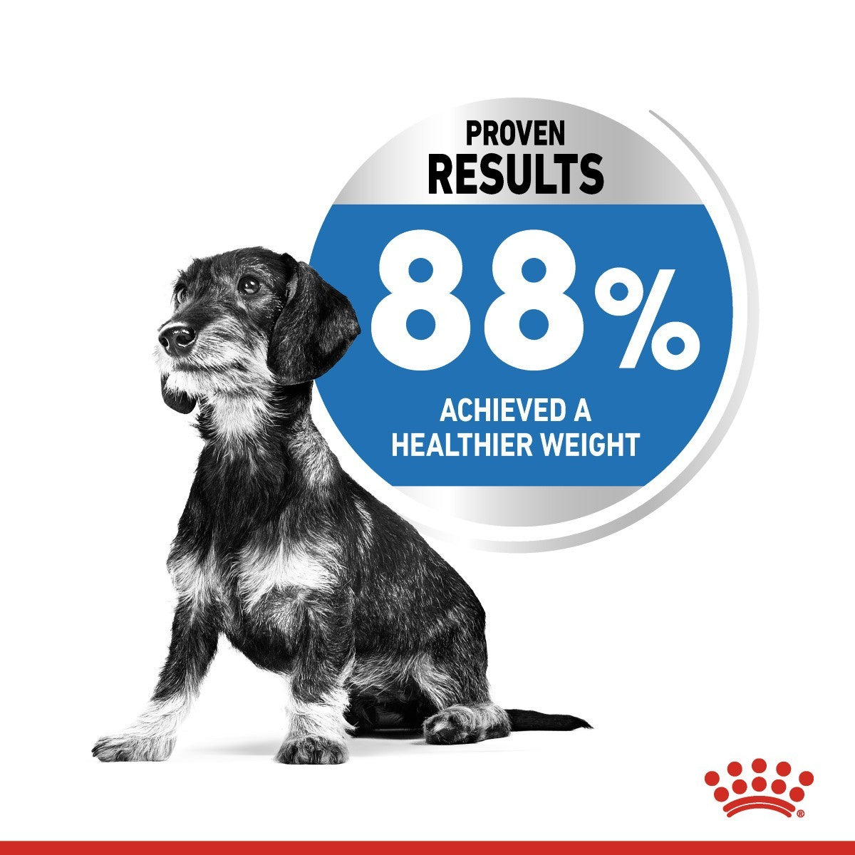 Royal Canin Mini Light Weight Care Dry Dog Food - Targa Pet Shop