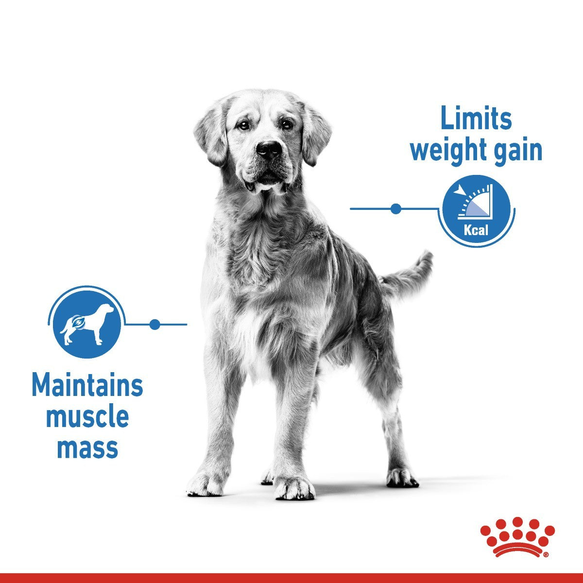 Royal Canin Maxi Light Weight Care Dry Dog Food - Targa Pet Shop