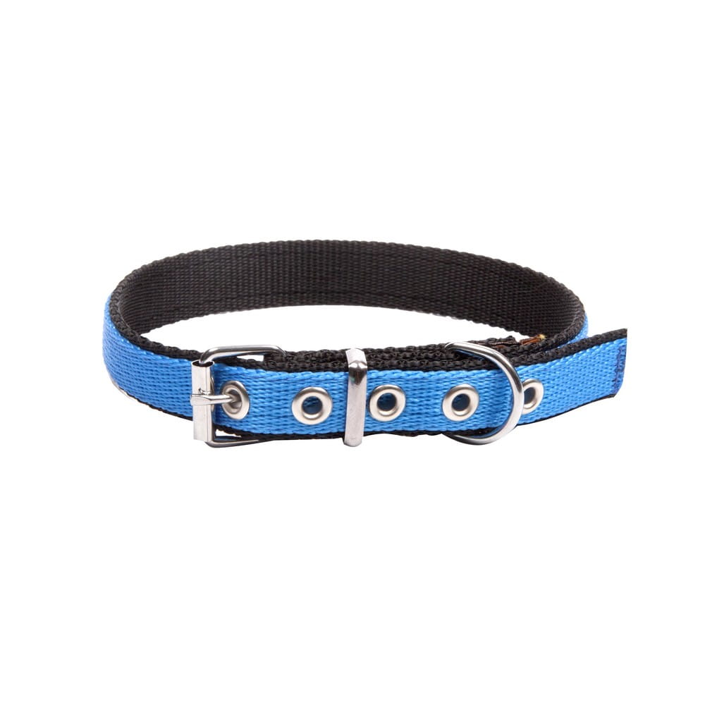 Dingo Energy Collar - Targa Pet Shop