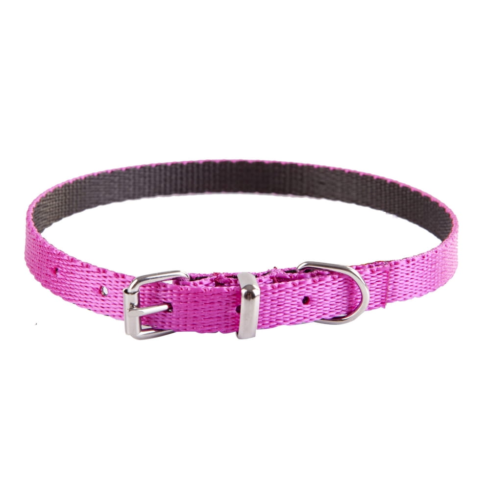 Dingo Energy Dog Collar for Small Dogs - Targa Pet Shop