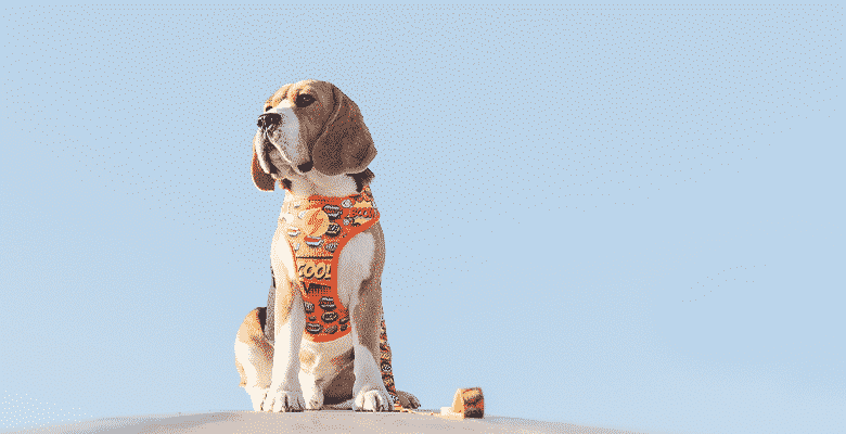 Dashi Boom Neo Mesh Harness