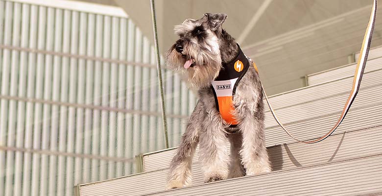 Dashi Stripes3 Orange & Black Neo Mesh Harness
