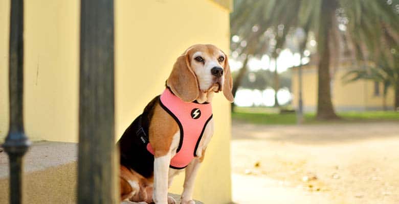Dashi Stripes3 Pink & Black Neo Mesh Harness