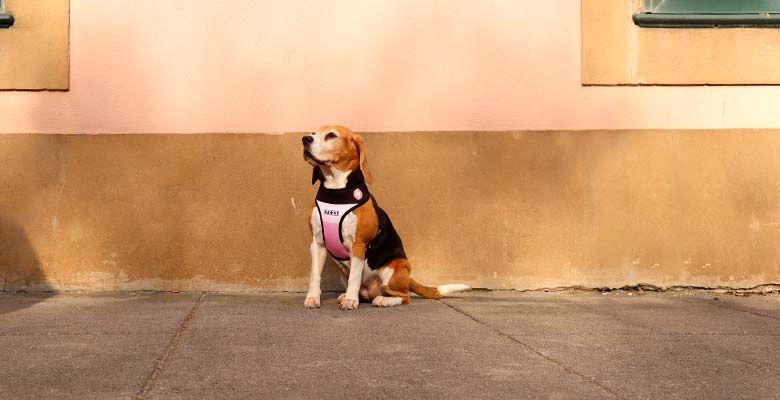 Dashi Stripes3 Pink & Black Neo Mesh Harness
