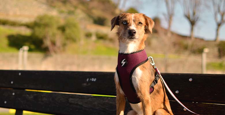 Dashi Stripes3 Purple & Black Neo Mesh Harness