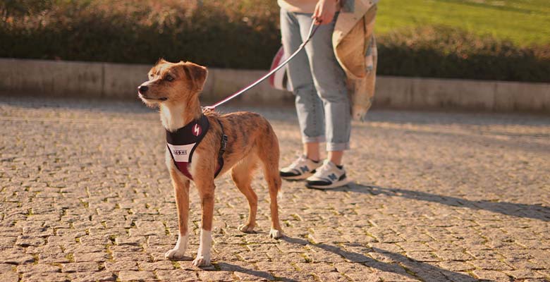 Dashi Stripes3 Purple & Black Neo Mesh Harness
