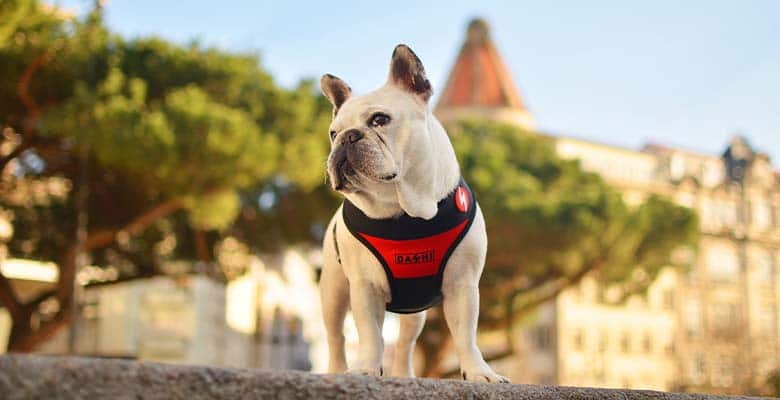 Dashi Stripes3 Red & Black Neo Mesh Harness