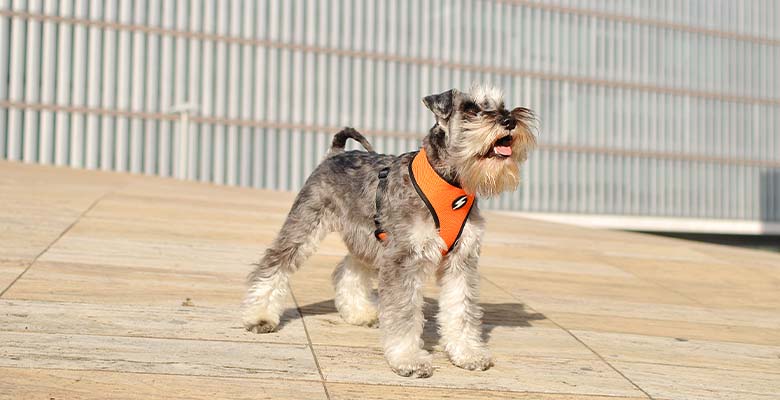 Dashi Stripes3 Orange & Black Neo Mesh Harness