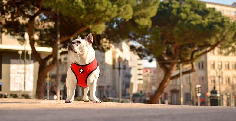 Dashi Stripes3 Red & Black Neo Mesh Harness