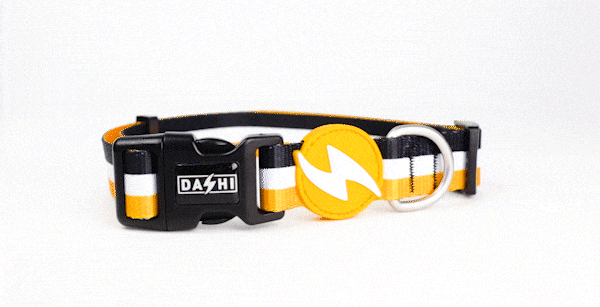 Dashi STRIPES³ Orange & Black Collar