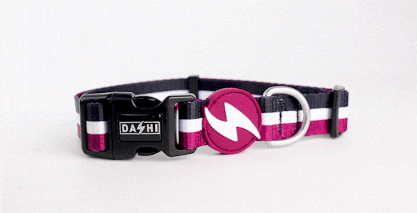 Dashi STRIPES³ Purple & Black Collar