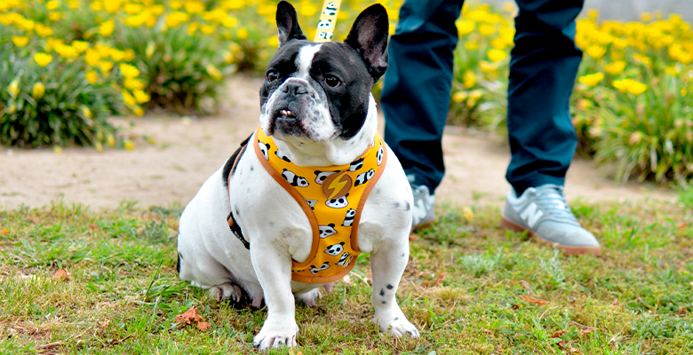 Dashi Snooze Neo Mesh Harness