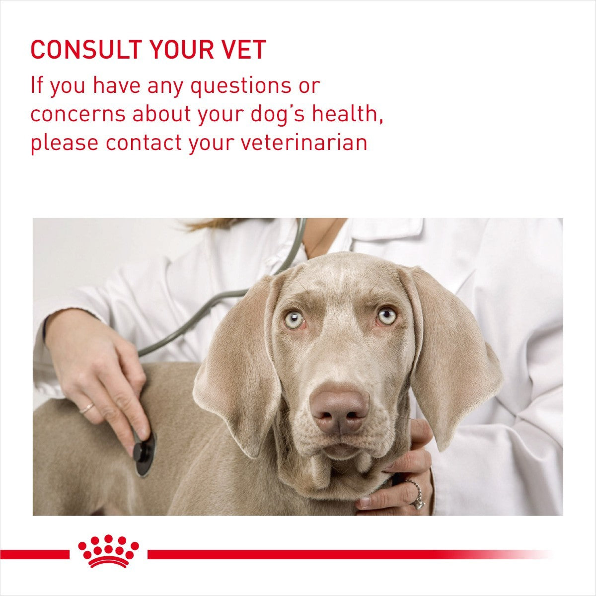 Royal Canin Mini Light Weight Care Dry Dog Food - Targa Pet Shop