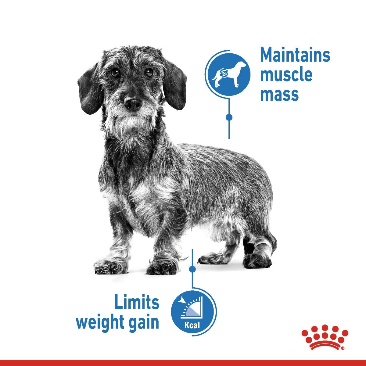 Royal Canin Mini Light Weight Care Dry Dog Food - Targa Pet Shop