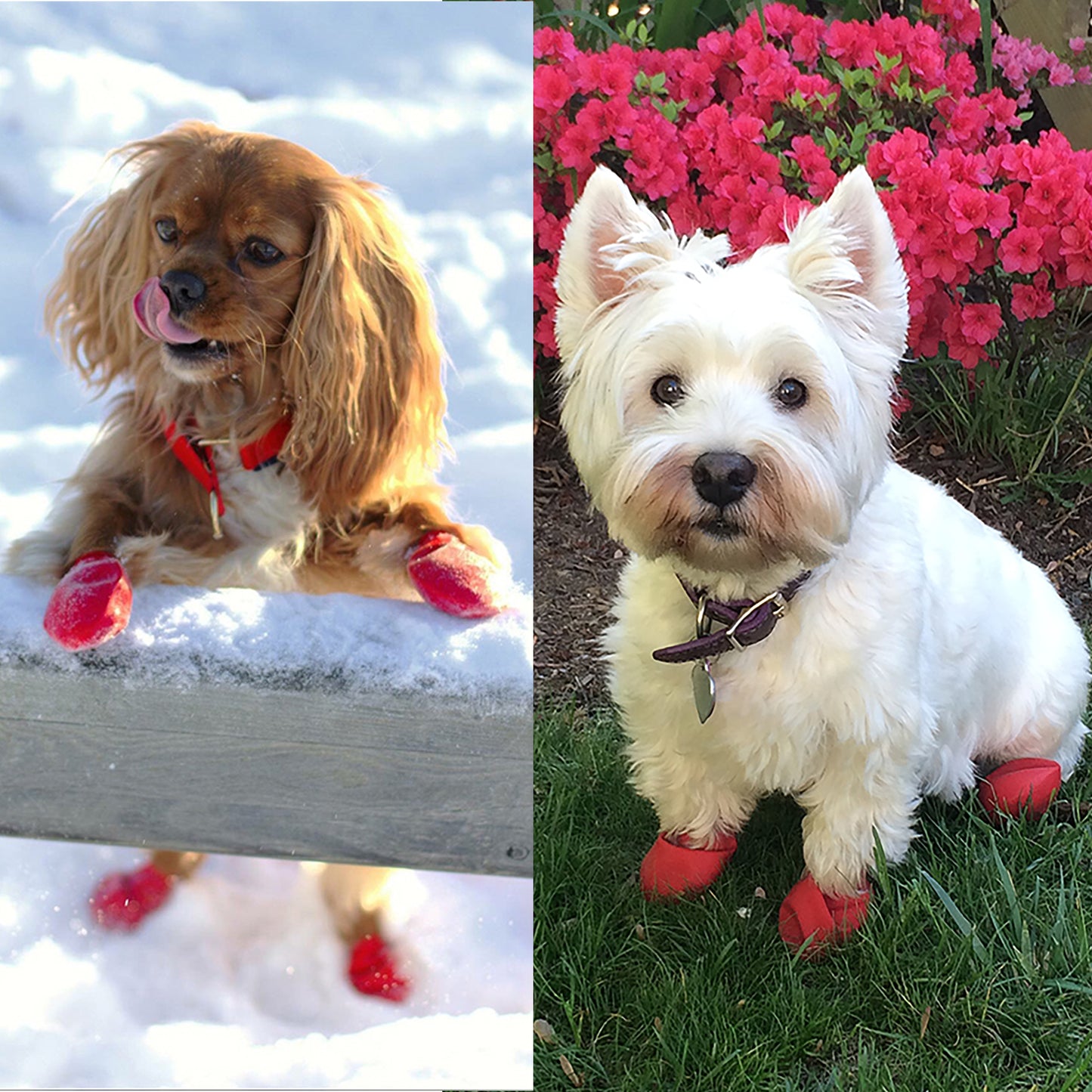 PAWZ Small Size Rubber Boots