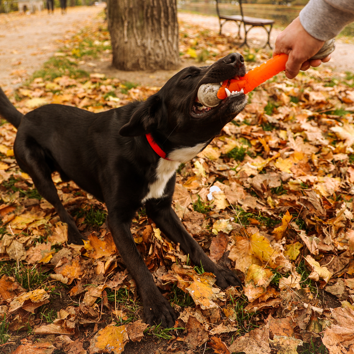 Dingo TPR Rubber Fetch Dent 24cm - official image 3