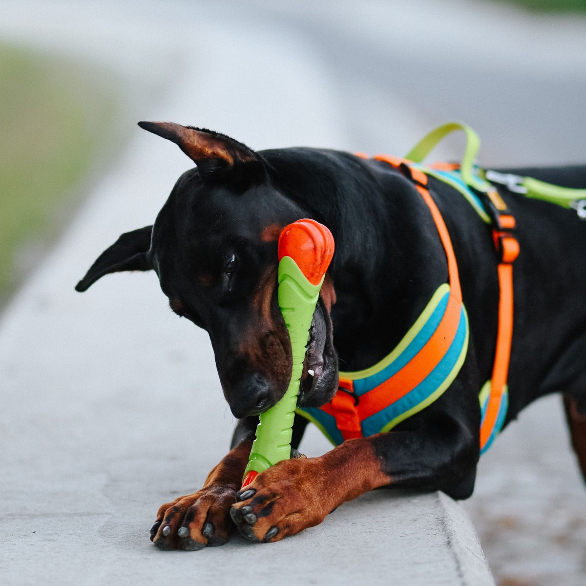 Dingo TPR Rubber Fetch Dent 30cm - official image 2