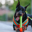 Dingo TPR Rubber Fetch Dent 30cm - official image 3