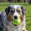 KONG SqueakAir Balls Large (Pack of 2) - official image 2