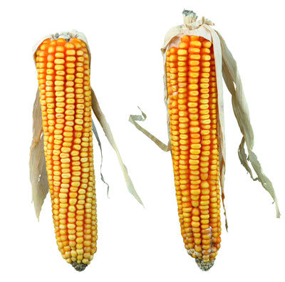 Trixie Maize cobs with husk, 2 pcs./250 g