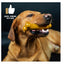 TastyBone Peanut Butter For Small Dogs - image 2