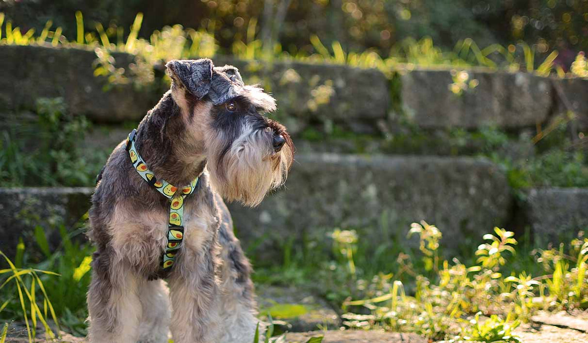 Dashi Avocado Back Harness — product view 2