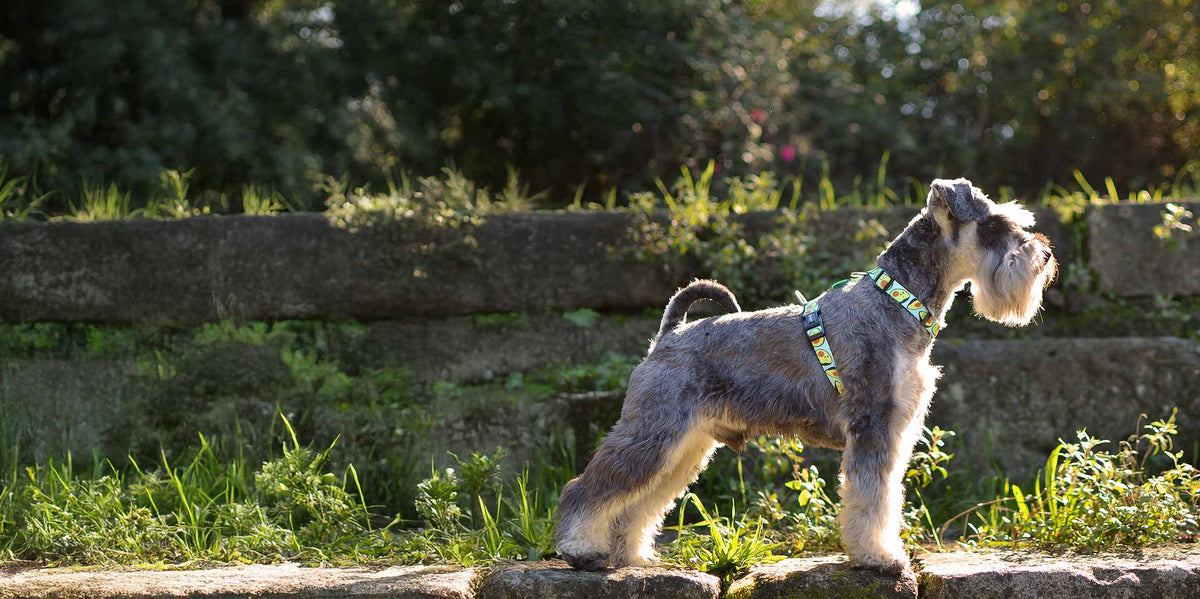 Dashi Avocado Back Harness — product view 3
