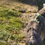 Dashi Avocado Back Harness — product view 4